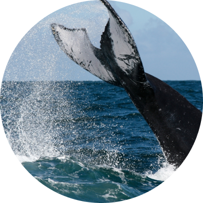 Заповедник горбатых китов: величественный балет природы